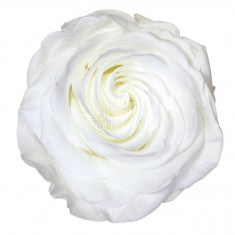 Trandafiri Criogenati PREMIUM WHITE (Ø7-8,5cm; set 4 buc /cutie)