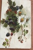 CPISTR8 Ilustrata Veche Campulung Moldovenesc Flori Mure Text Romanesc 1930 / Vintage Campulung Romania Flower Postcard Blackberry Romanian Text 1930