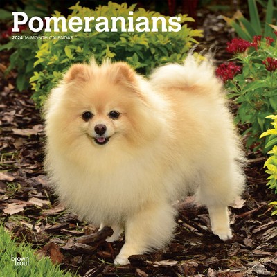 Pomeranians 2024 Square foto