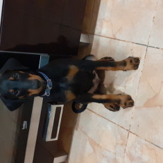 Catel doberman rasă pura