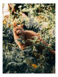 Tablou Canvas, "Pisica roșcată &icirc;n grădina de vară", Pisică, Roșcată, Blană, Vegetație, Lumină, Umbre, Flori, Curiozitate, 26 x 39 cm, CMCLASS
