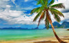 Tablou canvas Plaja cu palmier, 45 x 30 cm
