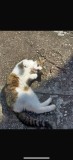 Pisica spre adoptie