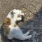 Pisica spre adoptie