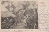 Ceylon / Sri Lanka 1902 , Carte Postala Circulata , Native Huts, Printata