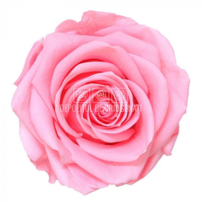 Trandafiri Criogenati PREMIUM PASTEL PINK (&Oslash;7-8,5cm; set 4 buc)