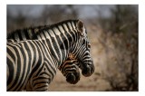 Tablou Canvas, "Zebre &icirc;n savana africană uscată", Zebre, Dungi, Natură, Savană, Peisaj, Faună, Contrast, Blană, 39 x 26 cm, CMCLASS