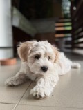 Bichon maltez baiat 8 saptamani, vaccinat si deparazitari efectuate