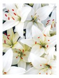 Tablou Canvas cu flori albe - Dansul delicat al crinilor albi, 26 x 39 cm, CMCLASS