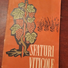 SFATURI VITICOLE/ 1961