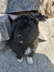 Ca?ei de intors oile foto