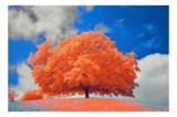 Tablou Canvas Natură: Copacul de foc sub cer senin, peisaj emoționant, 39 x 26 cm, CMCLASS