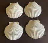Scoici Saint Jacques Mari Naturale, 4 Buc, 13cm, Servire Caviar Fructe Mare, Decor Exclusivist