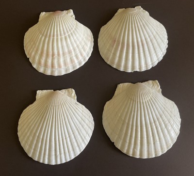 4 cochilii, scoici mari Saint Jacques pentru servit caviar sau fructe de mare foto