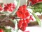 Ilex artificial 76 cm - 2