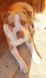 American Staffordshire Terrier, Pedigree