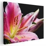 Tablou floare crin pe fundal roz negru 1716 Tablou canvas pe panza CU RAMA 80x120 cm