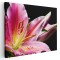 Tablou floare crin pe fundal roz negru 1716 Tablou canvas pe panza CU RAMA 20x30 cm