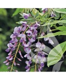 Planta Glicina de Vara, Millettia japonica, ghiveci 9cm