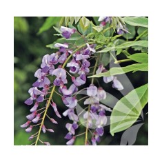 Planta Glicina de Vara, Millettia japonica, ghiveci 9cm