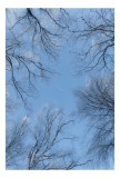 Tablou Canvas, "Cercei de gheață sub lună palidă", Cer, Ramuri, Copaci, Iarnă, Albastru, Lună, Natură, Calm, Frig, Frunziș., 26 x 39 cm, CMCLASS