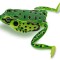 Broasca ZEBCO Top Frog, Pool Fog, 6.5cm, 16g, 1buc/pac