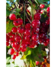 Coacaz Rosu Rovada, puieti