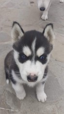 Husky Siberian foto