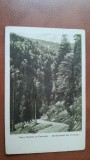 Carte postala, Valea Vinului cu Corongis, 1925