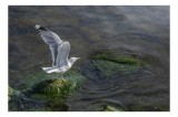 Tablou Canvas, "Pescărușul pe st&acirc;nca &icirc;nverzită", Pescăruș, Zbor, Aripi, Apă, Alge, Natură, Cer, Libertate, 39 x 26 cm, CMCLASS