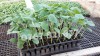 Rasaduri Castraveti Cornichon Ekol F1 &amp; Lungi Gergana 2025. Rasaduri rosii, ardei, vinete, salata, varza, dovlecei, pepeni si alte legume