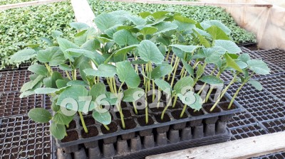 Rasaduri | Rasad Castraveti Cornichon Ekol F1, Lungi Gergana 2025 foto
