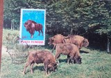 Maxima Zimbrul Carpatin, Natura Timisoara 1981