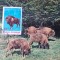 Maxima Zimbrul Carpatin, Natura Timisoara 1981