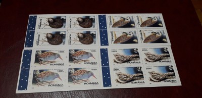 Pasari de noapte Romania foto