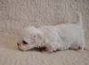 Bichon Maltez talie mică, [en.casa]