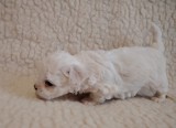 Bichon Maltez talie mică