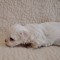 Bichon Maltez talie mică