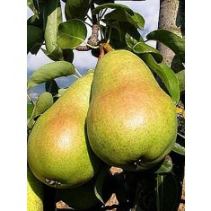 Par Contesa de Paris