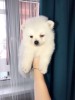 Pomeranian mini toy
