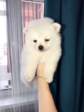 Pomeranian mini toy
