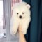 Pomeranian mini toy
