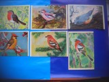 HOPCT LOT NR 393 PASARI CANTATOARE - RUSIA -FAUNA-6 CARTI POSTALE-NECIRCULATE, Circulata, Printata