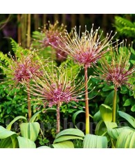 Allium Schubertii 16/18