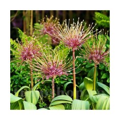 Allium Schubertii 16/18