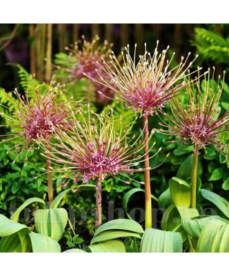 Allium Schubertii 16/18 foto