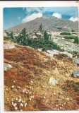 FA124 -Carte Postala- CEHIA - Snezka. Highest peak of the Giants' Mountain, necirculata