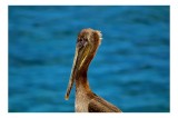 Tablou Canvas, "Pelican vis&acirc;nd la orizont albastru", Pasăre, Pelican, Albastru, Ocean, Penaj, Cioc, Natură, Apă, Portret, Wildflife, 39 x 26 cm, CMCLA
