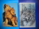 HOPCT LOT NR 428 LUPI / LUPI -FAUNA -2 CARTI POSTALE-NECIRCULATE, Circulata, Printata
