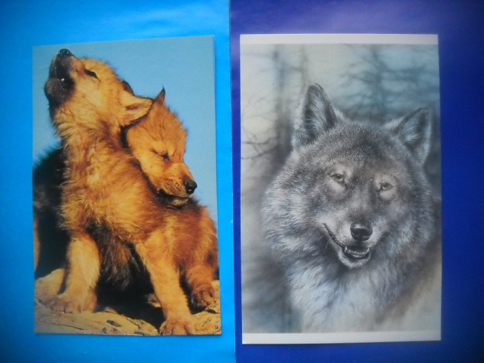 HOPCT LOT NR 428 LUPI / LUPI -FAUNA -2 CARTI POSTALE-NECIRCULATE